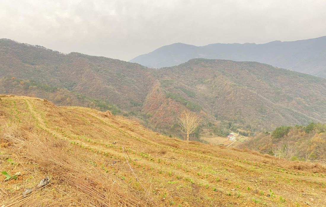 绿叶凝晨露 荒山披新衣——百亩茶园托起二堂村振兴新希望3.png