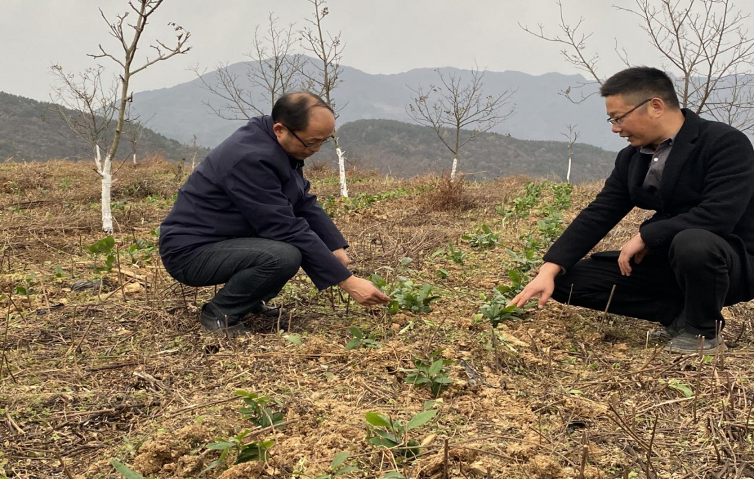 绿叶凝晨露 荒山披新衣——百亩茶园托起二堂村振兴新希望2.png