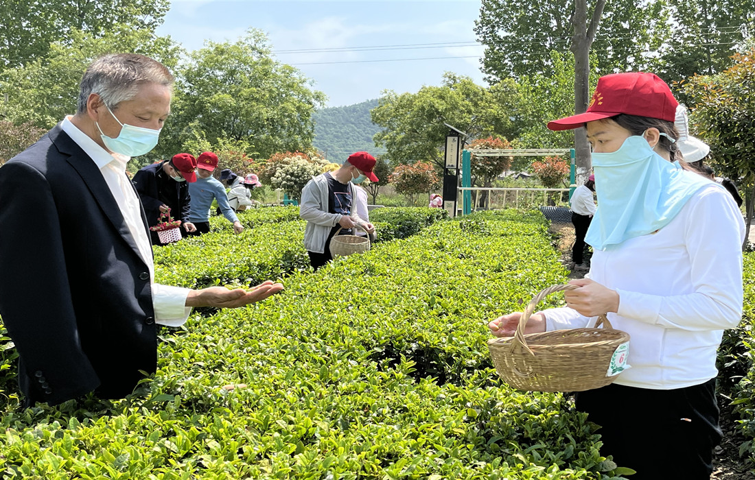 “助农采茶，温情帮扶”主题党日活动2_副本.jpg