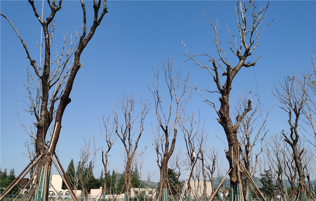 新苗圃基地初具规模,工人顶着烈日进行苗木养护.jpg 新苗圃基地初具规模,工人顶着烈日进行苗木养护.jpg