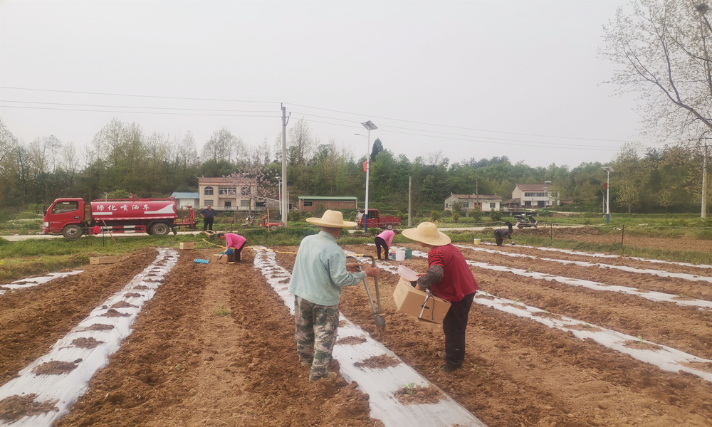 现场种植照片1.jpg 现场种植照片1.jpg